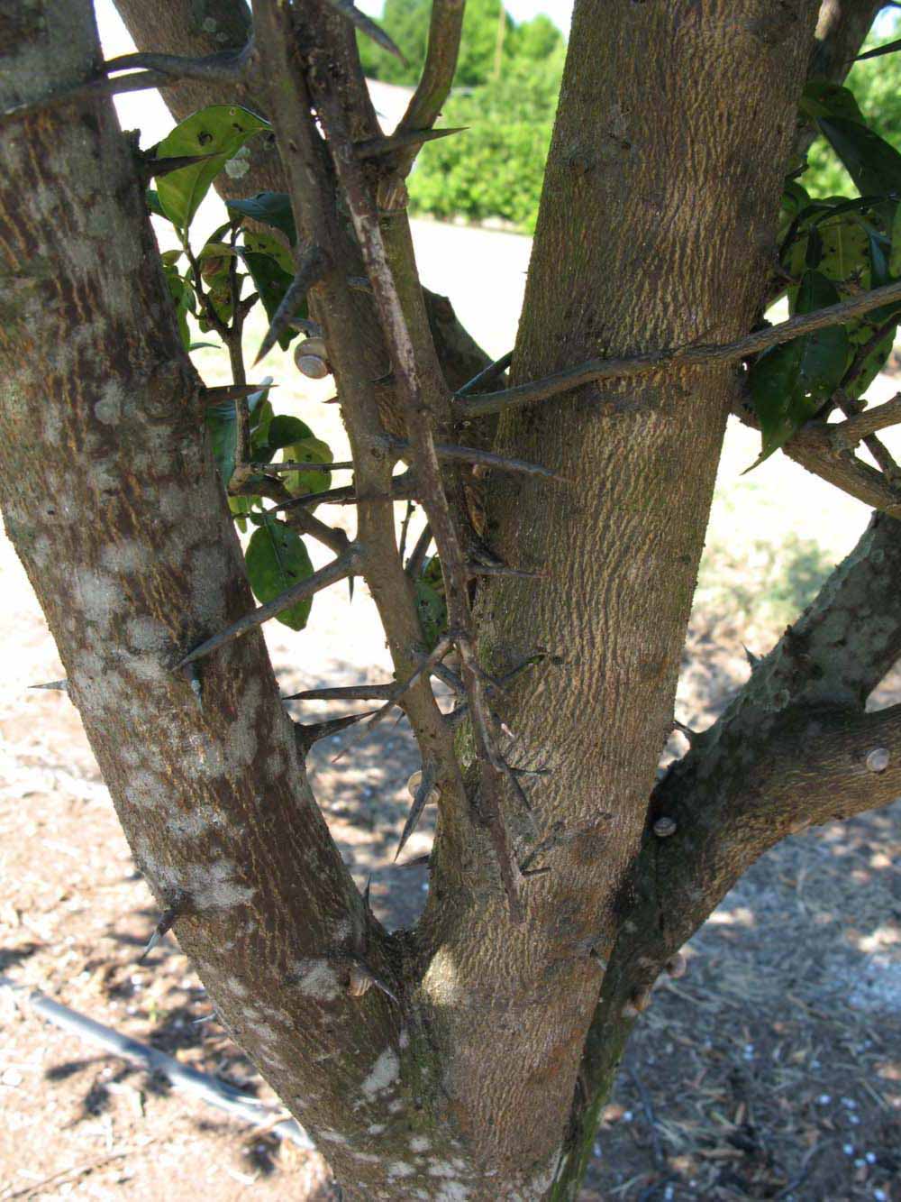            Bark (Winter Haven, FL)      